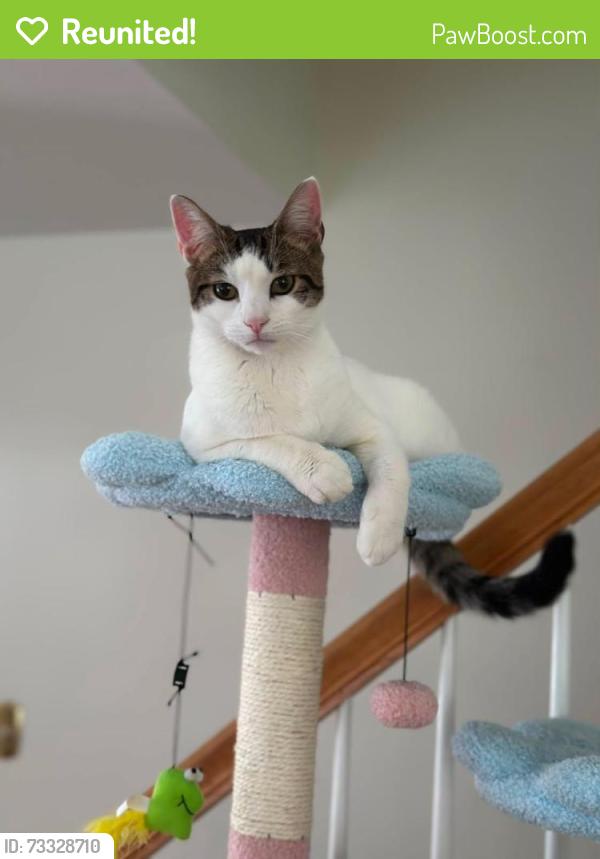 Reunited Female Cat last seen Near Walton Ct, Reading, PA, USA, Reading, PA 19606