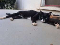 Found/Stray Unknown Cat last seen Memorial and Wyman, Atlanta, GA 30317