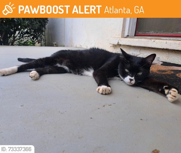 Found/Stray Unknown Cat last seen Memorial and Wyman, Atlanta, GA 30317