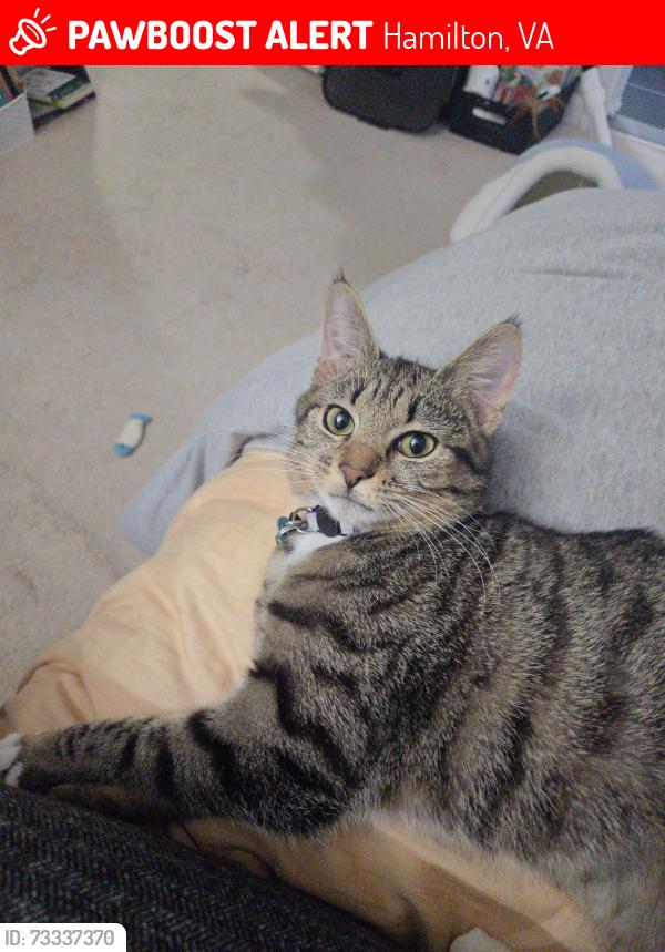 Lost Female Cat last seen Sydnor st., Hamilton, VA 20158