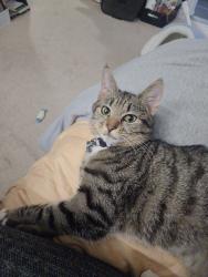 Lost Female Cat last seen Sydnor st., Hamilton, VA 20158