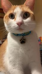 Reunited Female Cat last seen Clinton Ave., Alameda, CA 94501