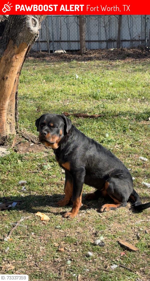 Lost Male Dog last seen Miller & Martin, Fort Worth, TX 76119