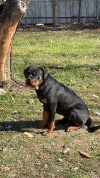 Lost Male Dog last seen Miller & Martin, Fort Worth, TX 76119