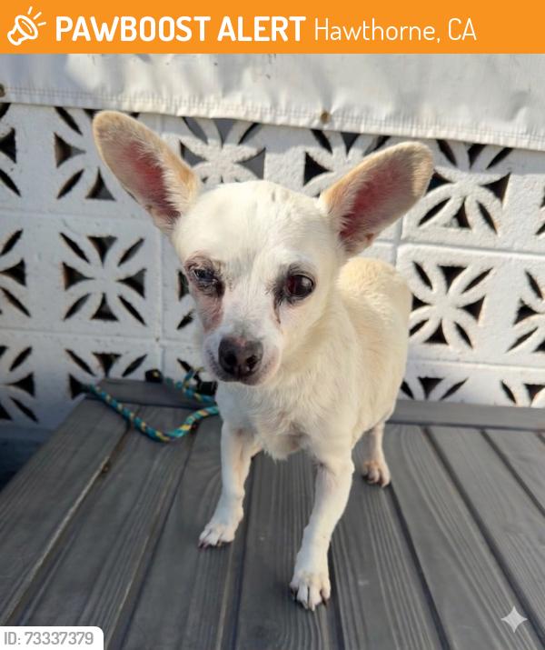 Found/Stray Female Dog last seen Near W 135th Street, Hawthorne, CA 90250
