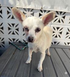 Found/Stray Female Dog last seen Near W 135th Street, Hawthorne, CA 90250