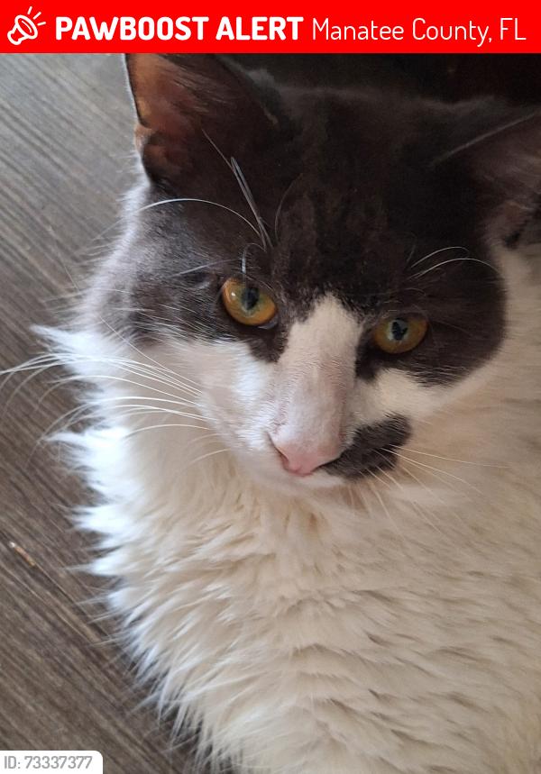 Lost Male Cat last seen cortez and 75th, Manatee County, FL 34210