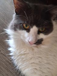 Lost Male Cat last seen cortez and 75th, Manatee County, FL 34210