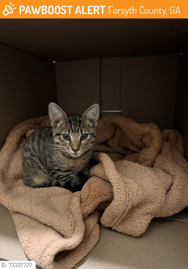 Found/Stray Male Cat last seen Buford Dam Rd. and Samples Rd, Forsyth County, GA 30041