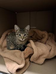 Found/Stray Male Cat last seen Buford Dam Rd. and Samples Rd, Forsyth County, GA 30041