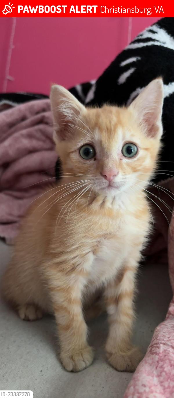 Lost Male Cat last seen The neighborhood up the hill from el bronco, Christiansburg, VA 24073
