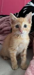 Lost Male Cat last seen The neighborhood up the hill from el bronco, Christiansburg, VA 24073