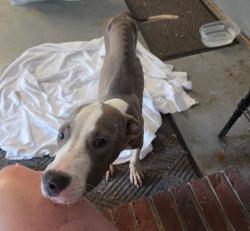 Found/Stray Male Dog last seen Fayetville, Fayetteville, NC 28305