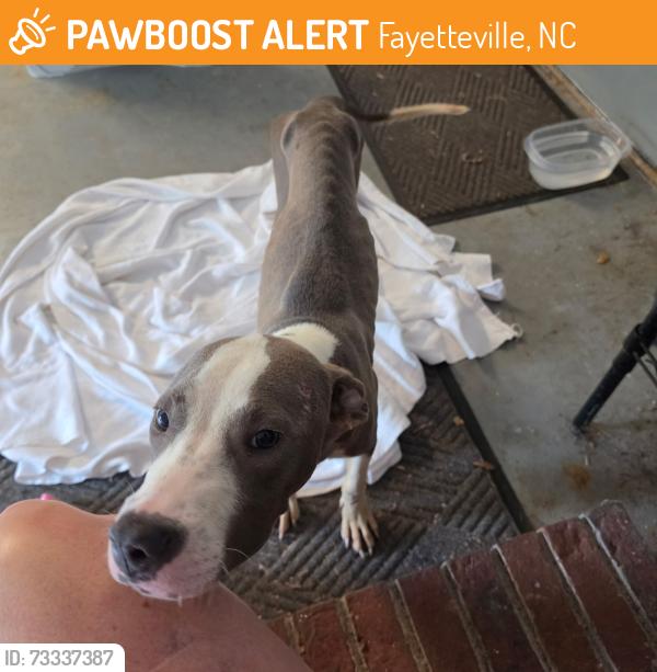 Found/Stray Male Dog last seen Fayetville, Fayetteville, NC 28305