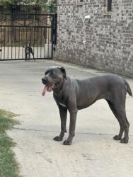 Reunited Unknown Dog last seen n rembert and jefferson st. walking towards Poplar, Memphis, TN 38104