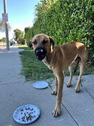 Found/Stray Unknown Dog last seen De Garmo Ave, El Monte, CA 91731