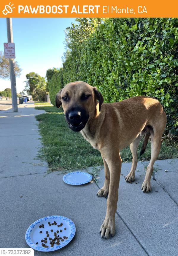 Found/Stray Unknown Dog last seen De Garmo Ave, El Monte, CA 91731