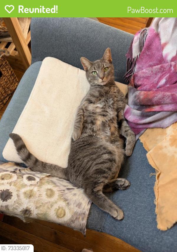 Reunited Female Cat last seen 136th St and Park Drive East, adjacent to Mt Hebron Cemetery, Queens, NY 11367