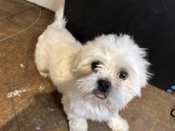 Lost Male Dog last seen Oak Creek Place, Jackson, MS 39211