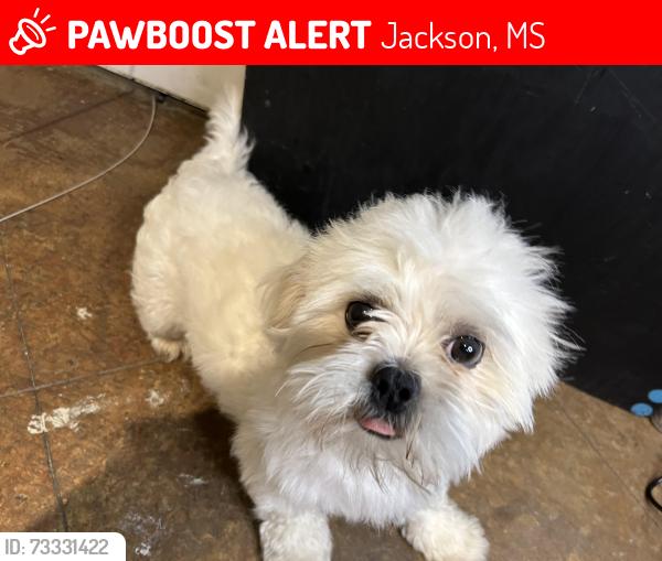 Lost Male Dog last seen Oak Creek Place, Jackson, MS 39211