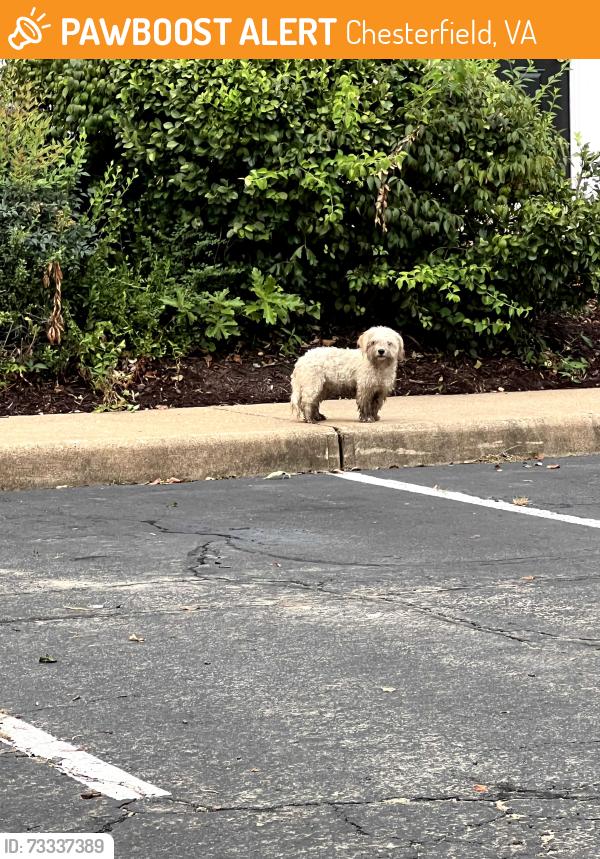 Found/Stray Unknown Dog last seen Gates Greene Drive, Chesterfield, VA 23832
