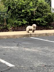 Found/Stray Unknown Dog last seen Gates Greene Drive, Chesterfield, VA 23832