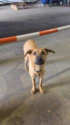 Found/Stray Female Dog last seen Stonebrook, Memphis, TN 38116