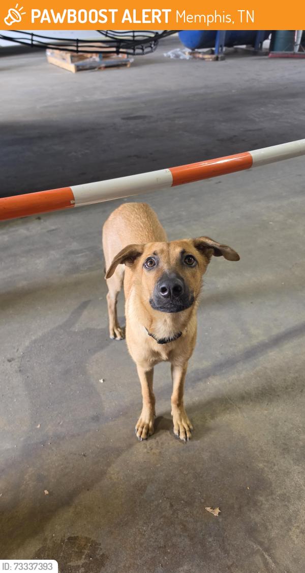 Found/Stray Female Dog last seen Stonebrook, Memphis, TN 38116