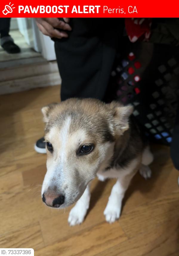 Lost Female Dog last seen Near terrace ave 92570, Perris, CA 92570