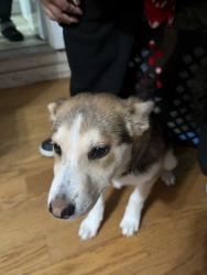 Lost Female Dog last seen Near terrace ave 92570, Perris, CA 92570