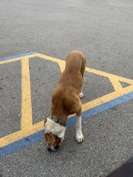 Found/Stray Male Dog last seen Walmart parking lot, Houston, TX 77015
