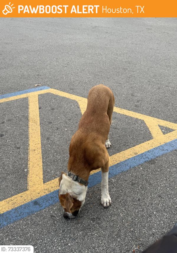 Found/Stray Male Dog last seen Walmart parking lot, Houston, TX 77015