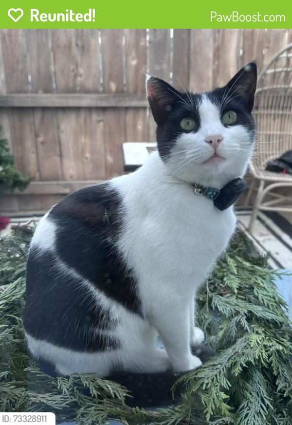 Reunited Male Cat last seen National Ave and Sigsbee, San Diego, CA 92113