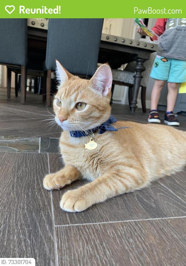 Reunited Male Cat last seen Tuskawilla palms, Winter Springs, FL 32708