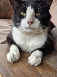 Found/Stray Male Cat last seen Spruce St, main st., Mount Angel, OR 97362
