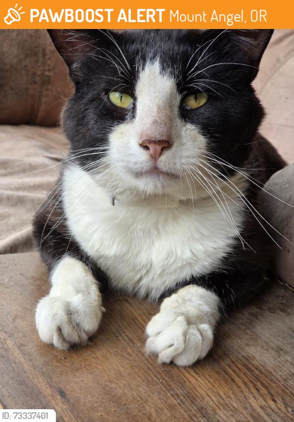 Found/Stray Male Cat last seen Spruce St, main st., Mount Angel, OR 97362