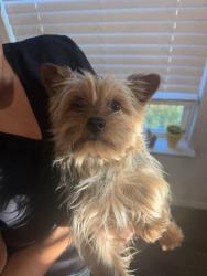 Reunited Male Dog last seen Angus crossing, San Antonio, TX 78245