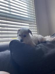 Found/Stray Male Dog last seen Stanford, La Mesa, CA 91941