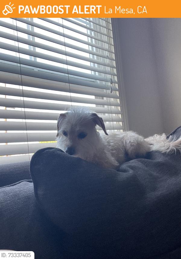Found/Stray Male Dog last seen Stanford, La Mesa, CA 91941