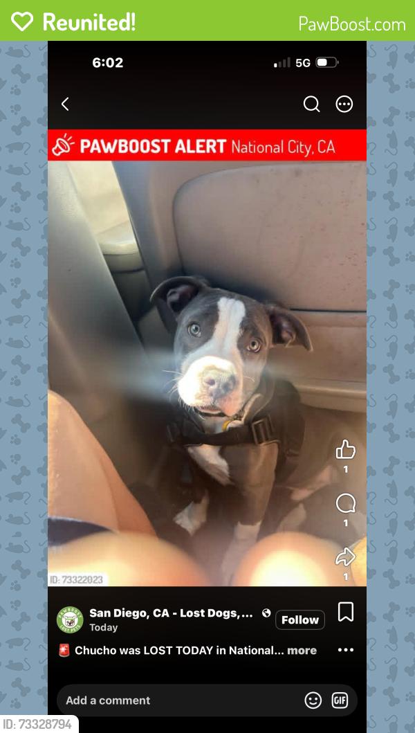Reunited Male Dog last seen Palm and 4th st, National City, CA 91950