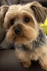 Lost Female Dog last seen Near sw 40TH st. miami, Miami, FL 33165