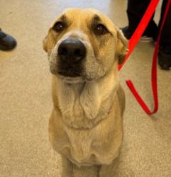 Shelter Stray Female Dog last seen , 1590 Fortmann Way, Alameda, CA 94501, USA