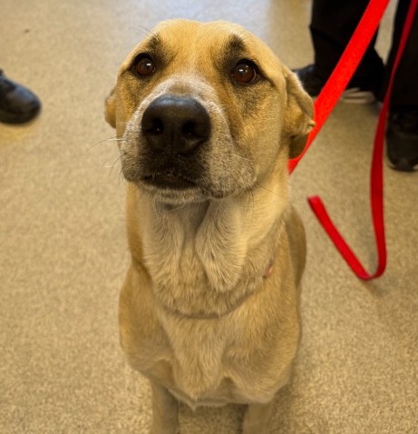 Shelter Stray Female Dog last seen , 1590 Fortmann Way, Alameda, CA 94501, USA