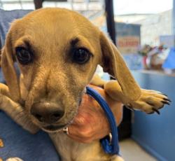 Shelter Stray Male Dog last seen , 1590 Fortmann Way, Alameda, CA 94501, USA