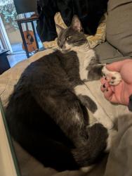 Reunited Male Cat last seen Community Rd. And Poway Rd, Poway, CA 92064