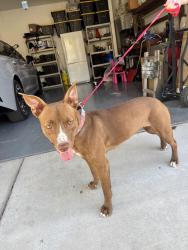 Found/Stray Female Dog last seen Van Buren and 18th Street, Phoenix, AZ 85034