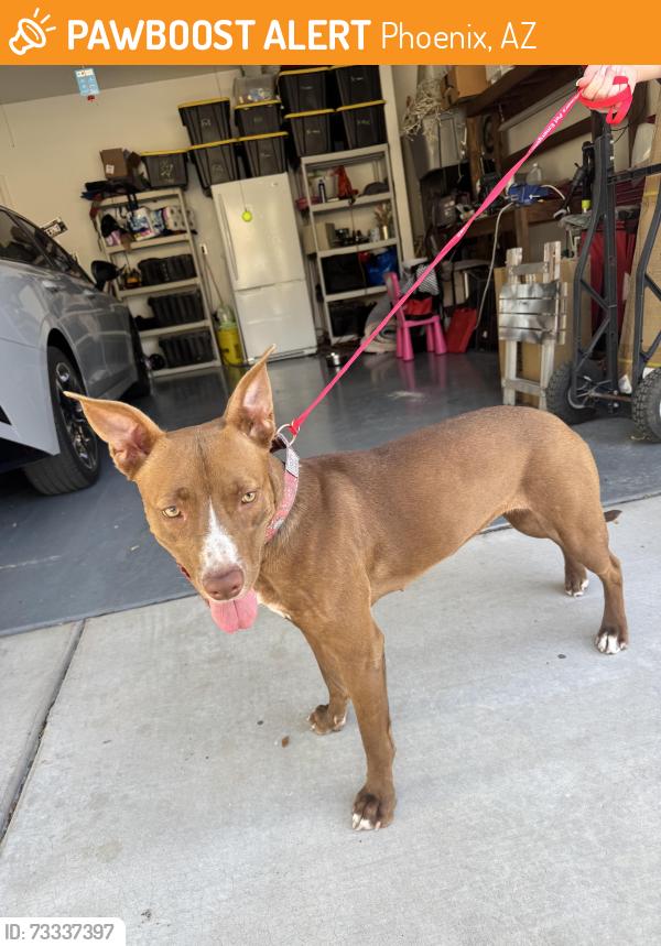 Found/Stray Female Dog last seen Van Buren and 18th Street, Phoenix, AZ 85034