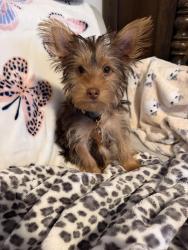 Lost Female Dog last seen Euclid and D st, Ontario, CA 91761