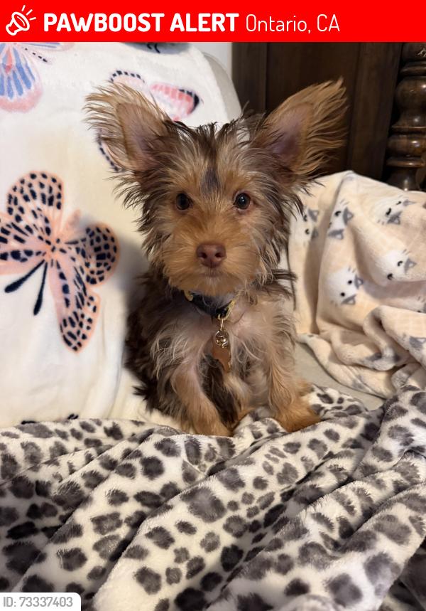 Lost Female Dog last seen Euclid and D st, Ontario, CA 91761