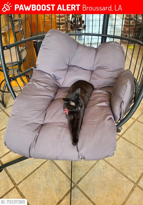 Lost Female Cat last seen Le Triomphe parkway, Broussard, LA 70518